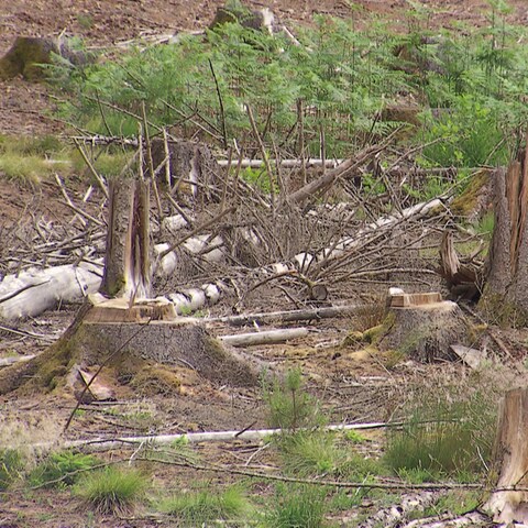 Der Klimawandel ist mittlerweile auch vor unserer Haustür angekommen: Ganze Waldgebiete sterben aufgrund großer Trockenheit ab (Foto: SWR)