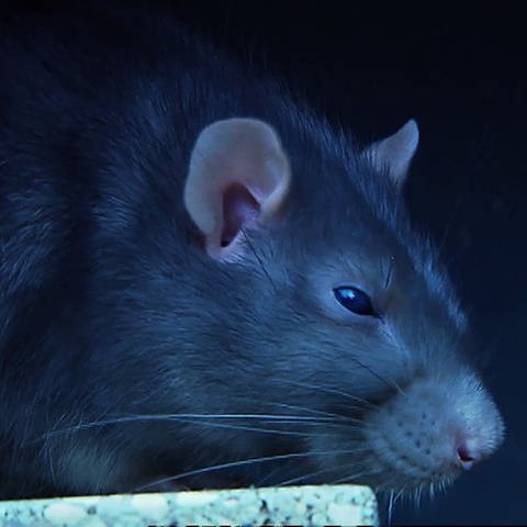 Ratte in Großaufnahme (Foto: SWR)