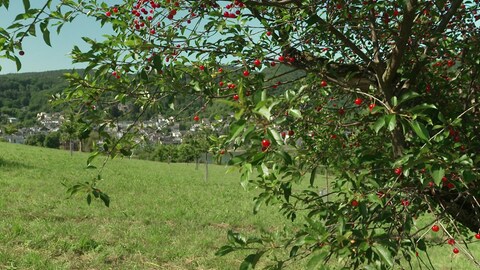 Bundesweit einzigartige Vielfalt: Der Kirsch-Anbau hat eine lange Tradition im Oberen Mittelrheintal (Foto: SWR)