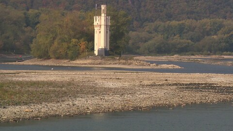 Niedrigwasser und höhere Wassertemperaturen: Der Klimawandel verändert das Mittelrheintal (Foto: SWR)