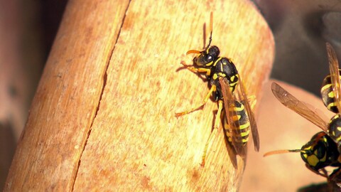 Wespen sind von Natur aus friedlich. Doch sollte man einige Regeln im Umgang mit ihnen beachten. (Foto: SWR)