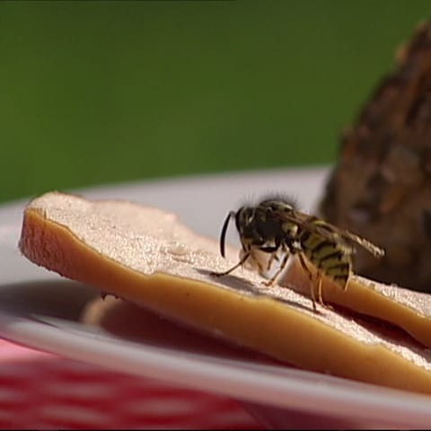 Wespen: Im Spätsommer sind sie meist mit dabei am Tisch (Foto: SWR)