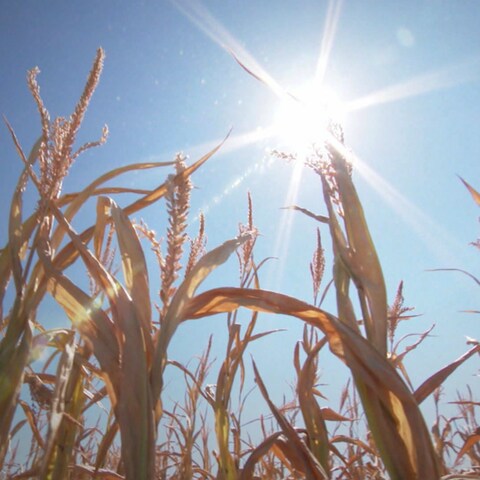 Dürre Felder überall (Foto: SWR)