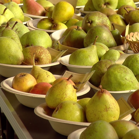 Birnen: In der Moselregion gedeihen die wärmeliebenden Früchte besonders gut (Foto: SWR)