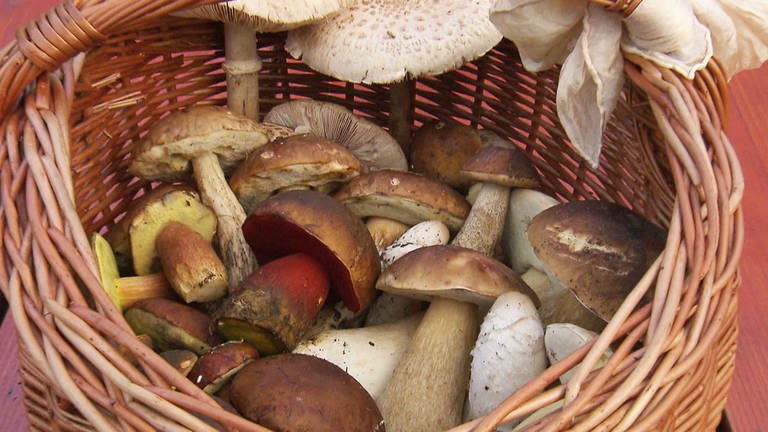Pilzesammeln ist beliebt in Rheinland-Pfalz - vor allem der Binger Wald und der Soonwald sind gute Pilzreviere (Foto: SWR)