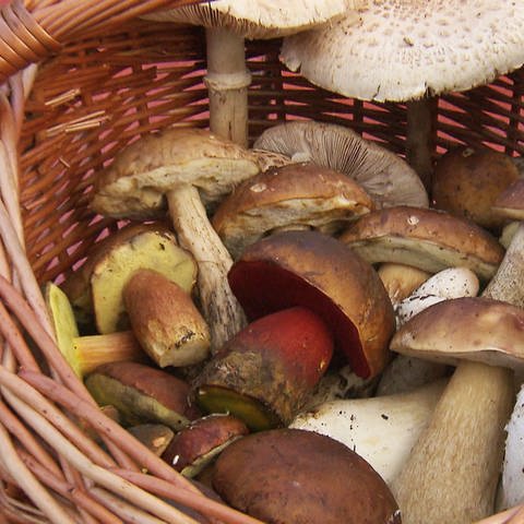 Pilzesammeln ist beliebt in Rheinland-Pfalz - vor allem der Binger Wald und der Soonwald sind gute Pilzreviere (Foto: SWR)