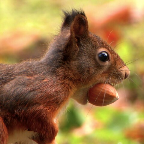 Seinen Nussvorrat verteilt das Eichhörnchen innerhalb seines Quartiers im Boden. So versteckt ist der dann auch vor Eichelhäher und Haselmaus sicher. Mit seinem außergewöhnlich gutem Geruchssinn findet das Eichhörnchen übrigens rund 70 Prozent der Vorräte wieder. Und das sogar unter einer 30 Zentimeter dicken Schneedecke. Die übrigen Nüsse treiben aus. So hilft das Eichhörnchen beim Wiederaufforsten der Wälder.  (Foto: SWR)