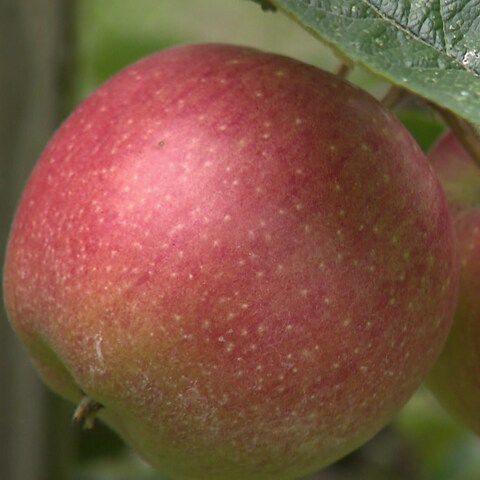 Makellose Erscheinung: Damit Äpfel so perfekt wachsen, wird im Obstbau häufig Chemie eingesetzt (Foto: SWR)