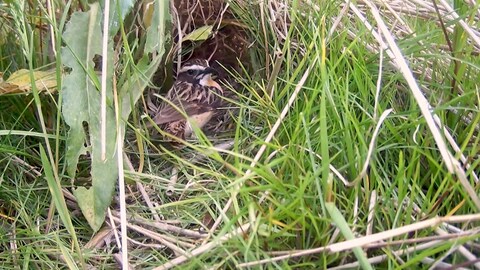 Perfekt getarnt vor seinem Nest: Braunkehlchen sind Bodenbrüter (Foto: SWR)
