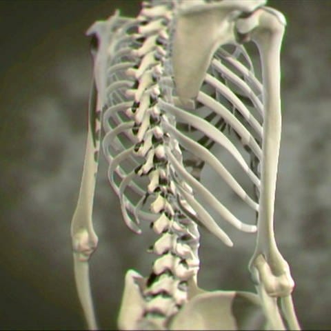 Menschliches Skelett im Rumpfbereich