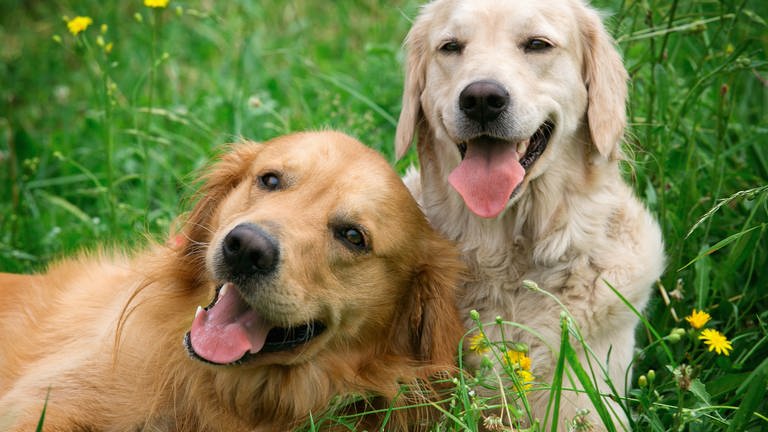 Hund teilen mit Dogsharing - ein sinnvolles Modell für Menschen mit wenig Zeit (Foto: Colourbox)