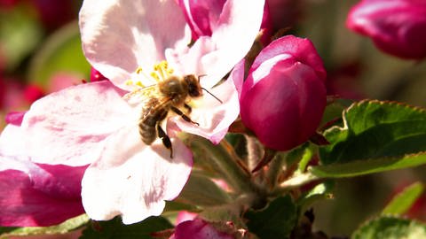 Biene auf Obstblüte, Pollen sammelnd (Foto: SWR)