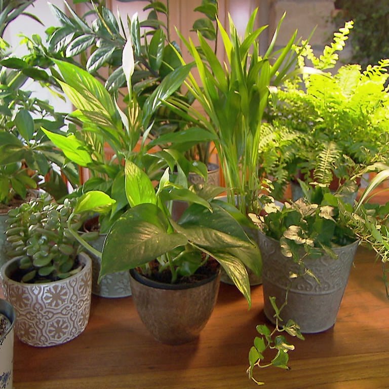 Töpfe mit verschiedenen Zimmerpflanzen (Foto: SWR)