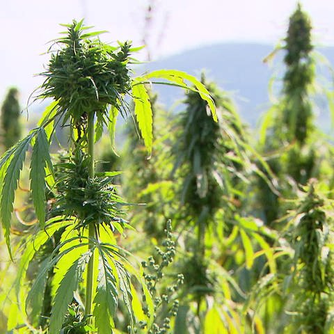 Cannabis-Pflanzen in einem Feld (Foto: SWR)