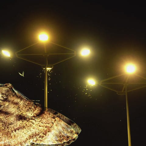 Nachtfalter groß im Vordergrund links, dahinter Straßenlampen, umschwärmt von Insekten. (Foto: SWR)