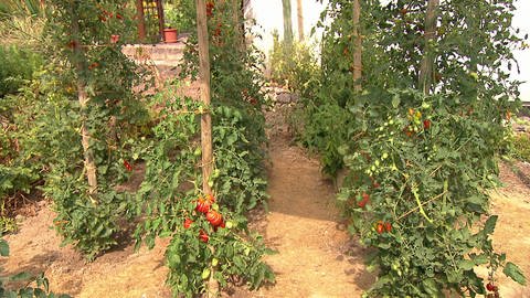 Tomatenpflanzen in Uta Stubers Gemüsegarten (Foto: SWR)