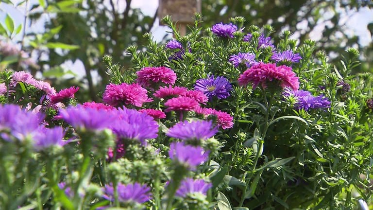 Blühende, violette Astern (Foto: SWR)