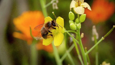 Biene bestäubt Blüte (Foto: SWR)