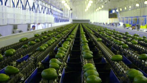 Zahlreiche Avocados auf einem breiten Transportband (Foto: SWR)