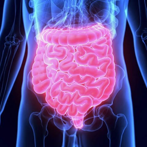 Blau-rot leuchtende Grafik zur Lage des Darms im menschlichen Körper (Foto: SWR)