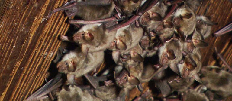 Fledermäuse hängen von einer Holzdecke (Foto: SWR)