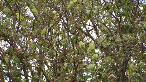 Ein Baum voller Papageien  (Foto: SWR)