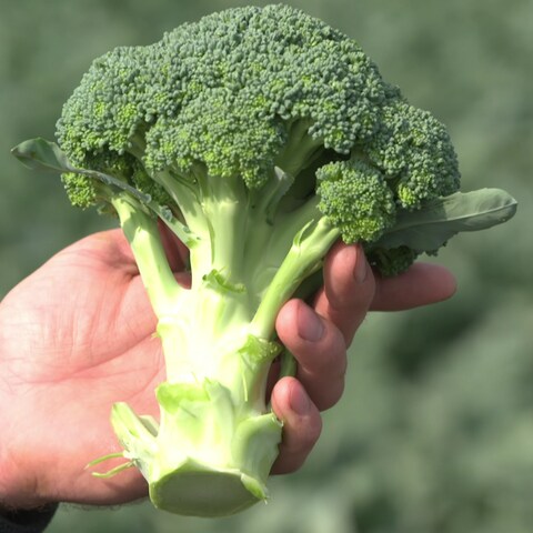 Da steckt Gutes drin: Brokkoli ist entzündungshemmend und gut für das Immunsystem.  (Foto: SWR)