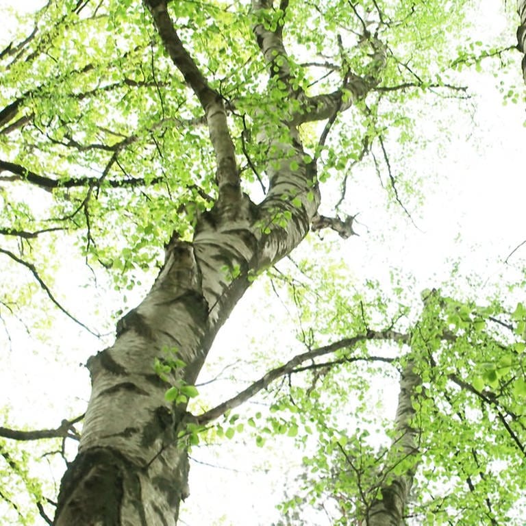 Die Moorbirke ist zum Baum des Jahres 2023 gekürt worden.  (Foto: SWR)