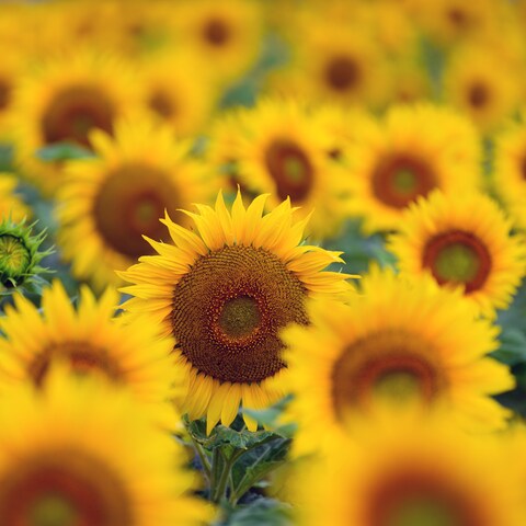 Sonnenblume die kurz vor der Ernte steht auf einem Feld (Foto: SWR)