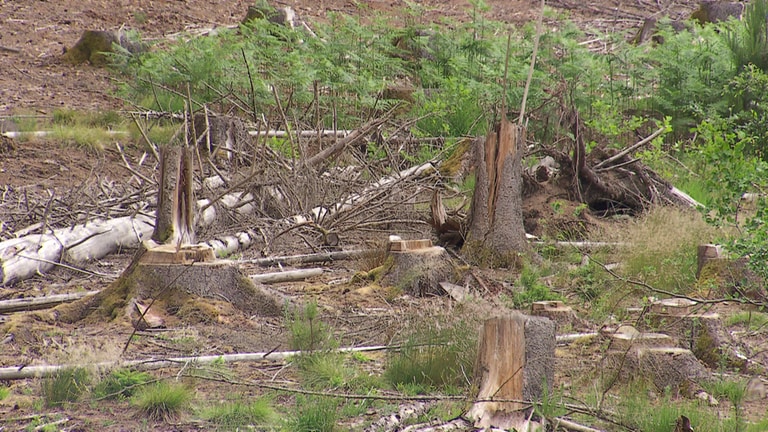 Der Klimawandel ist mittlerweile auch vor unserer Haustür angekommen: Ganze Waldgebiete sterben aufgrund großer Trockenheit ab