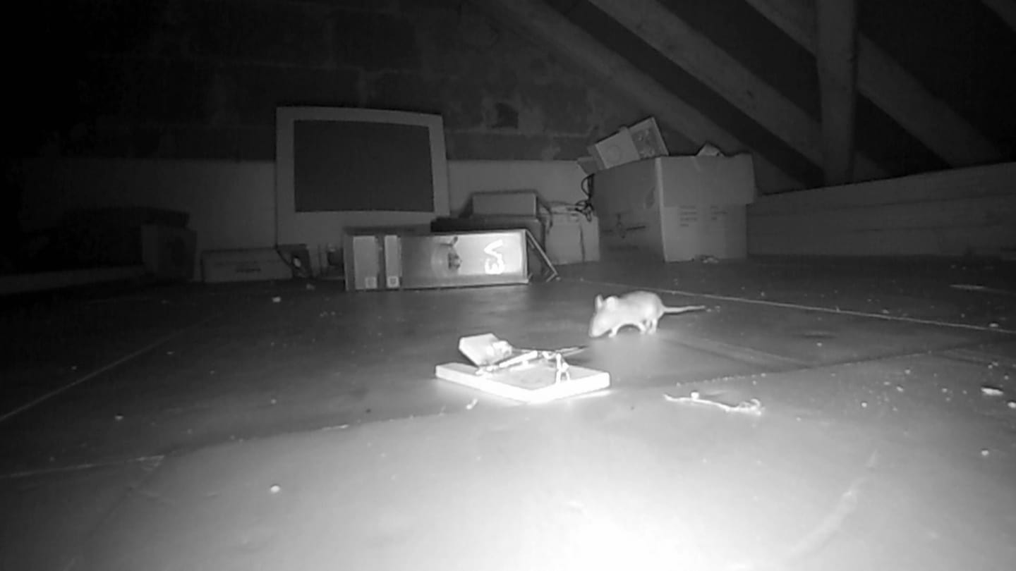 Nachtaufnahme Maus auf dem Dach (Foto: SWR)