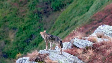 Wolf (Foto: SWR)