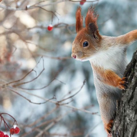 Blaumeise und Eichhörnchen im verschneiten Winter-Geäst (Foto: SWR)