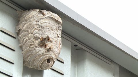 Wespen am Nestbau hindern: Wespennest hängt unter einem überkragenden Dachteil