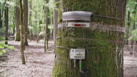 Baum im Buchenwald mit Aufzeichnungsinstrumenten am Stamm befestigt (Foto: SWR)