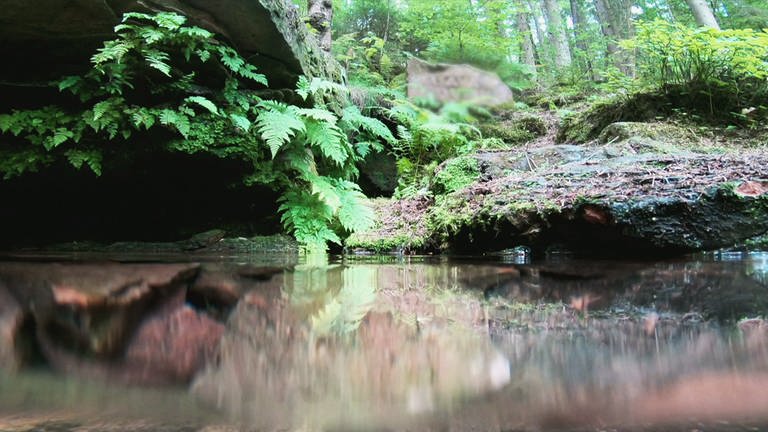 Teichidylle in einem Waldstück, kristallklares Wasser erlaubt Blick unter die Oberfläche