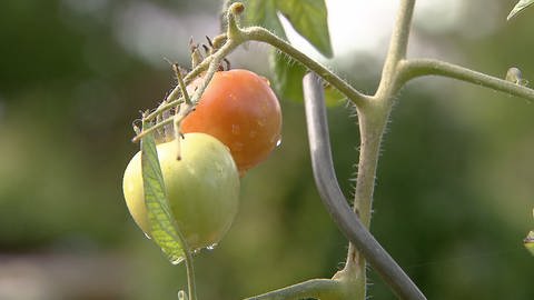 Tomaten am Strauch (Foto: SWR)