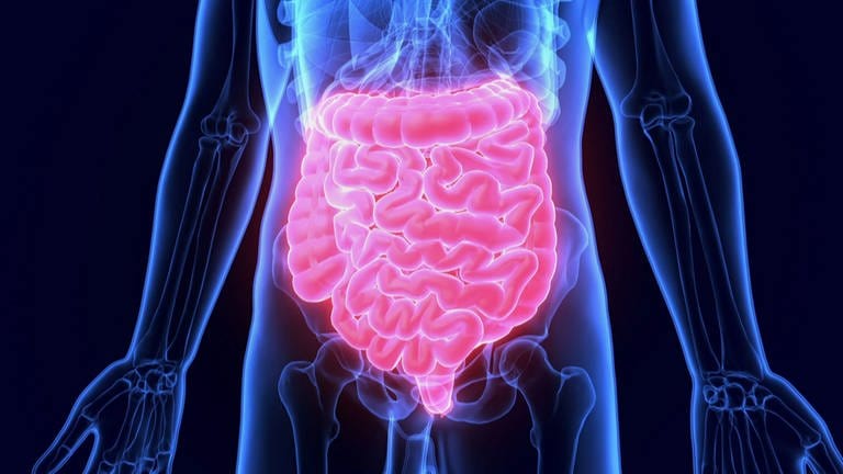 Blau-rot leuchtende Grafik zur Lage des Darms im menschlichen Körper (Foto: SWR)