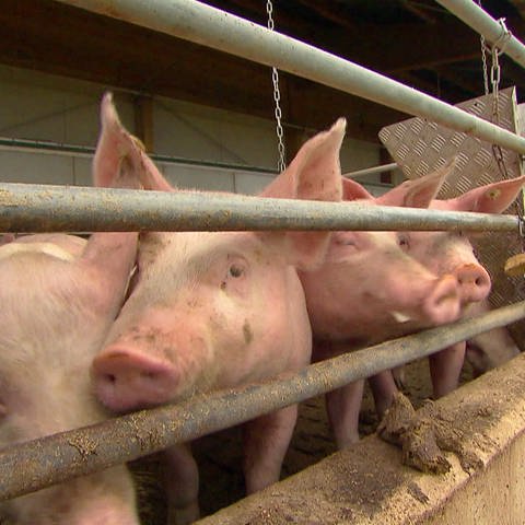 Schweine hinter Gittern im Stall (Foto: SWR)