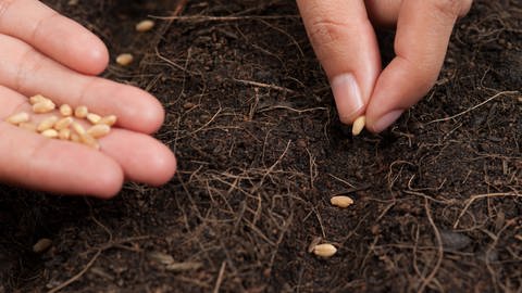 Hand pflanzt Saatgut ein