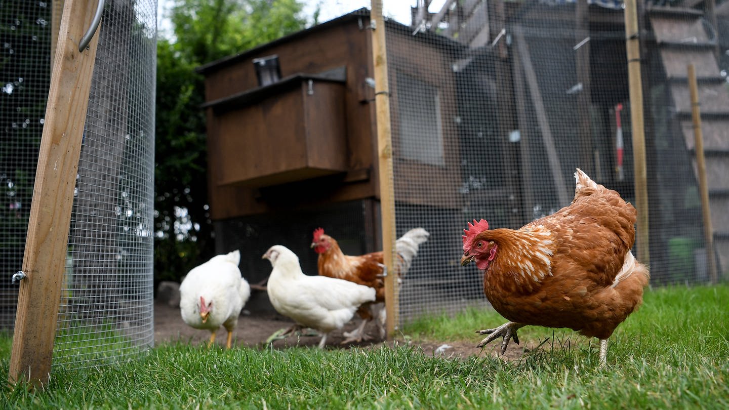 Hühner im Garten (Foto: dpa Bildfunk, Britta Pedersen)