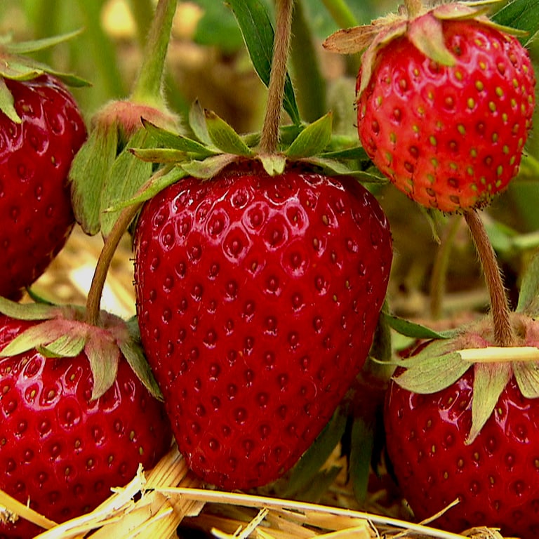 Gut zu Wissen Erdbeeren