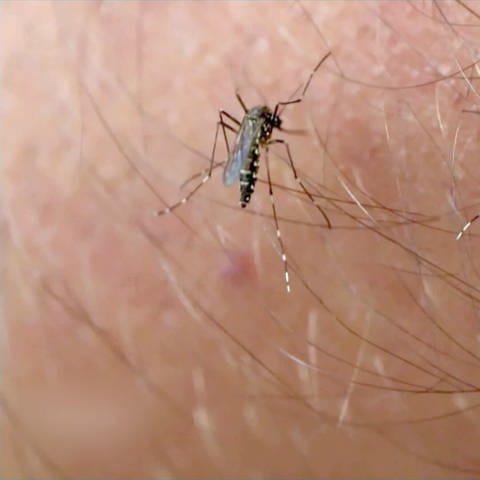 Eine Asiatische Tigermücke sitzt auf menschlicher Haut
