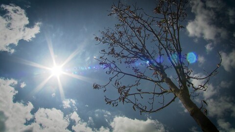 Ein vertrockneter Baum steht in gleißendem Sonnenlicht
