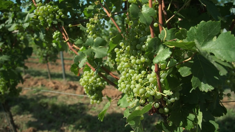 Pilzwiderstandsfähige Weinsorten - sogenannte "Piwis"- können dem Klimawandel besser trotzen