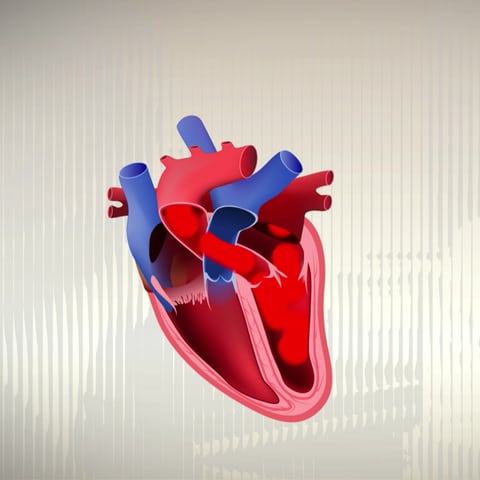 Herzklappen