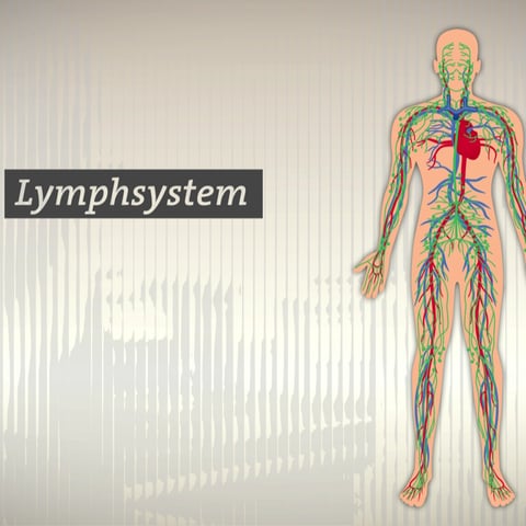 Grafische Dadrstelung des Lymphsystems (Foto: SWR)