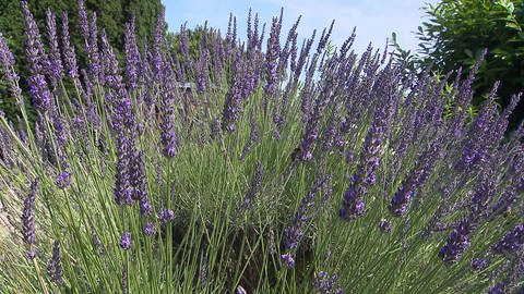 Lavendel (Foto: SWR)