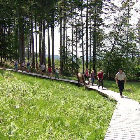 Ranger führt Wandergruppe auf befestigten Wegen durch eine Feuchtwiese im Nationalpark Hunsrück-Hochwald