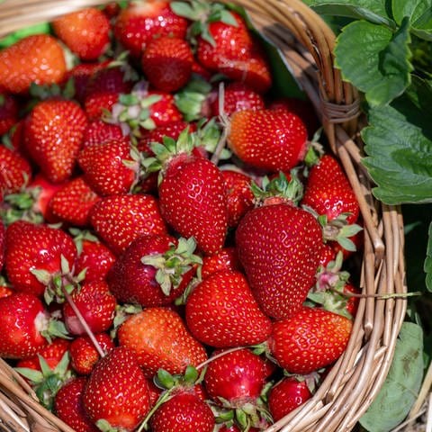 Tipps für Erdbeerliebhaber
